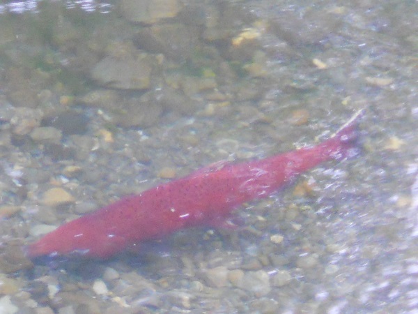 aljaska